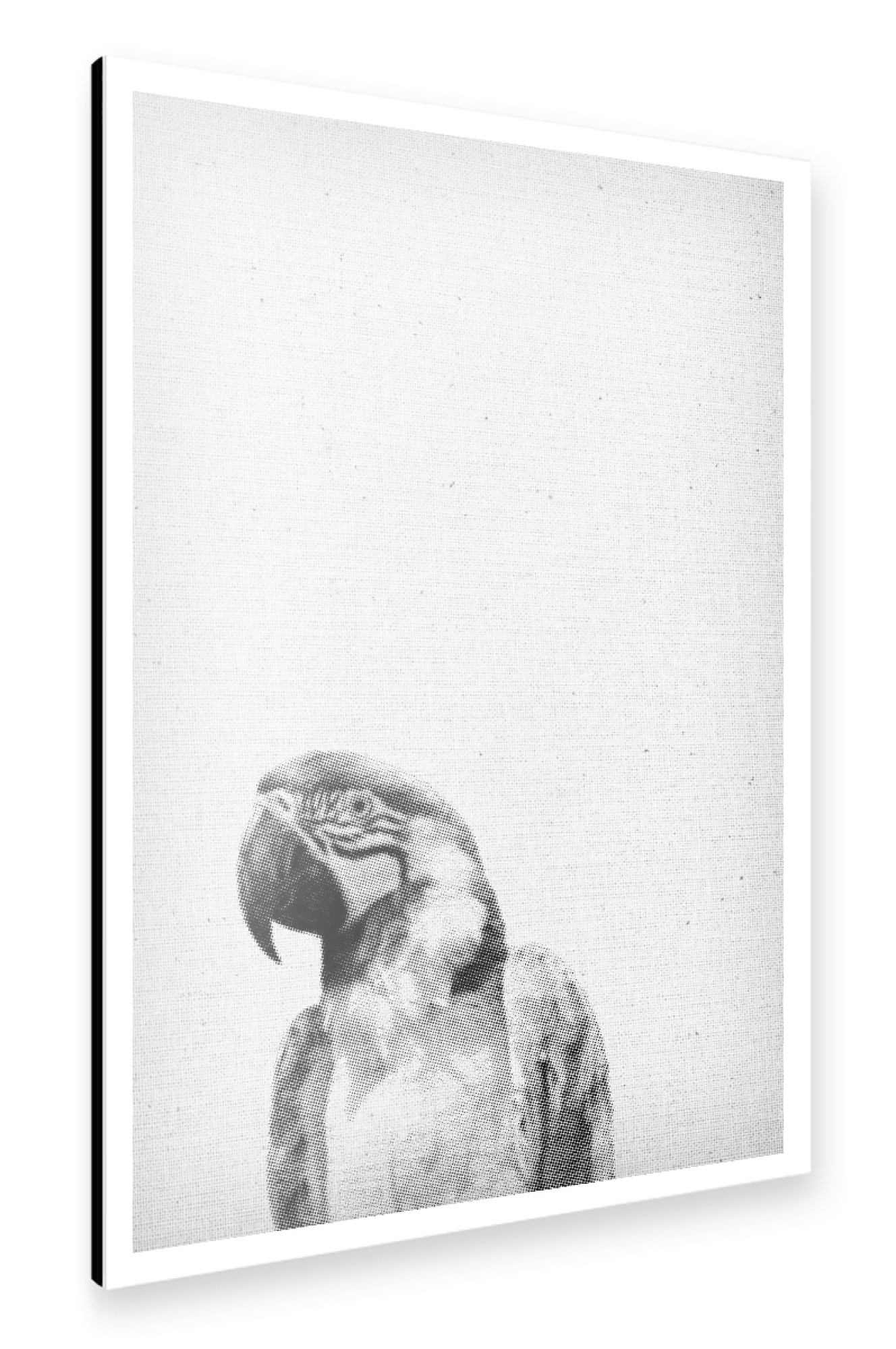 Alu-Dibond "Papagei 03" 75x50 cm artboxONE