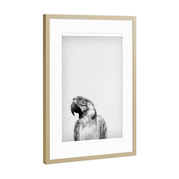 Poster mit Rahmen Gold "Papagei 03" artboxONE - Natur,Für Kinder,Tiere,Schwarzweiß