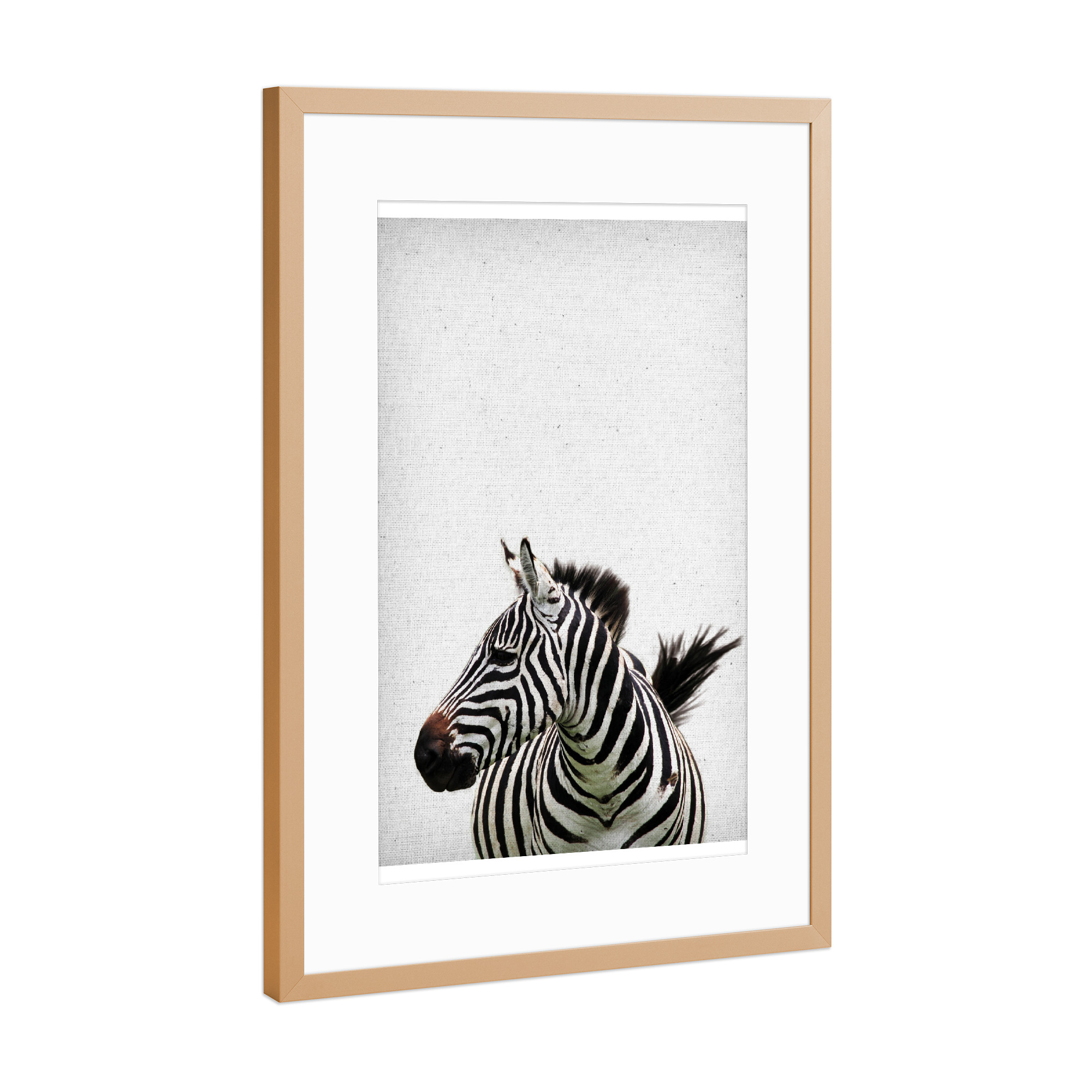 Poster mit Rahmen Kupfer "Zebra 14" artboxONE - Natur,Tiere,Schwarzweiß,Reise / Afrika - Zebra,Zoo,Natur,Tier,Afrika,Dschungel,Dessert,Savanne