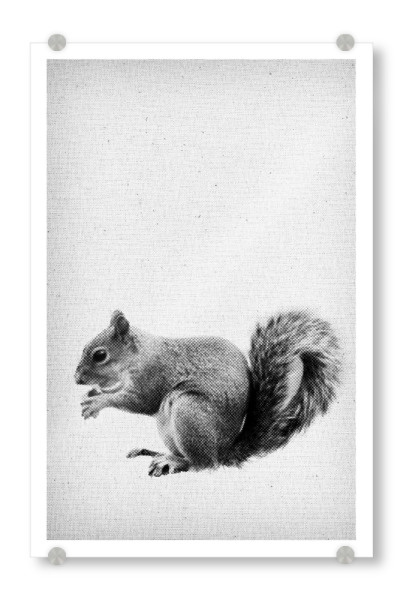 Acrylglasbild "Squirrel 03" artboxONE - Natur,Für Kinder,Tiere,Abstrakt,Schwarzweiß - Eichhörnchen,Tier,Squirrel,Süss,Natur,Pelz,Fell