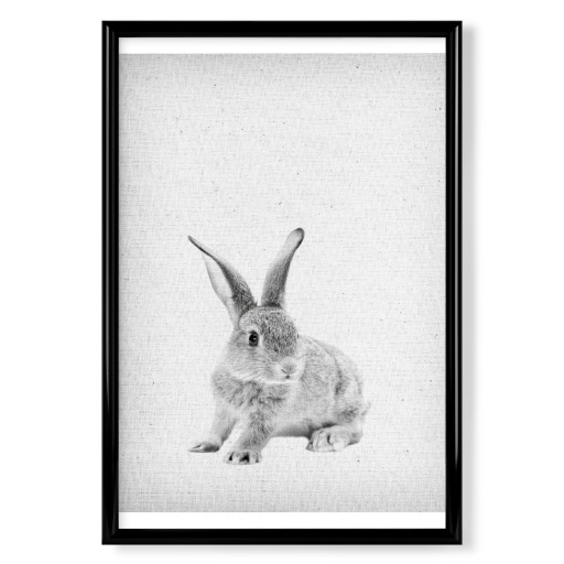 Rabbit 25