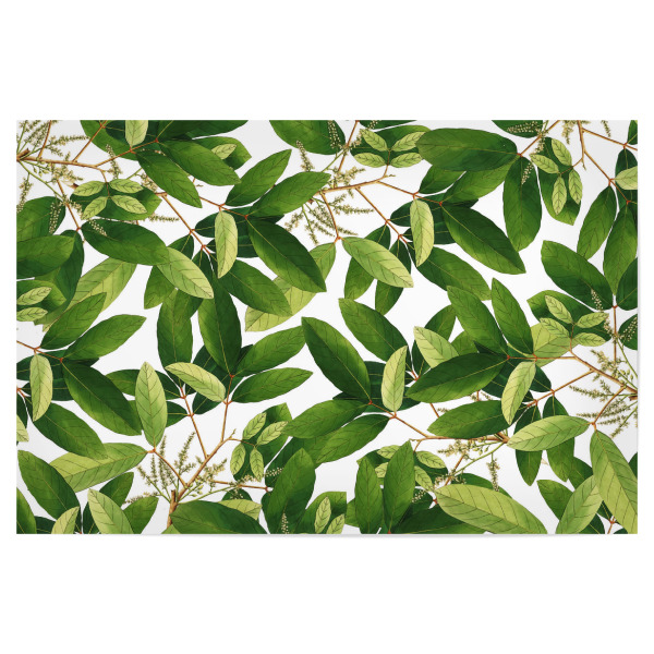 Poster 30x20 cm "Greenery" artboxONE - Natur,Floral