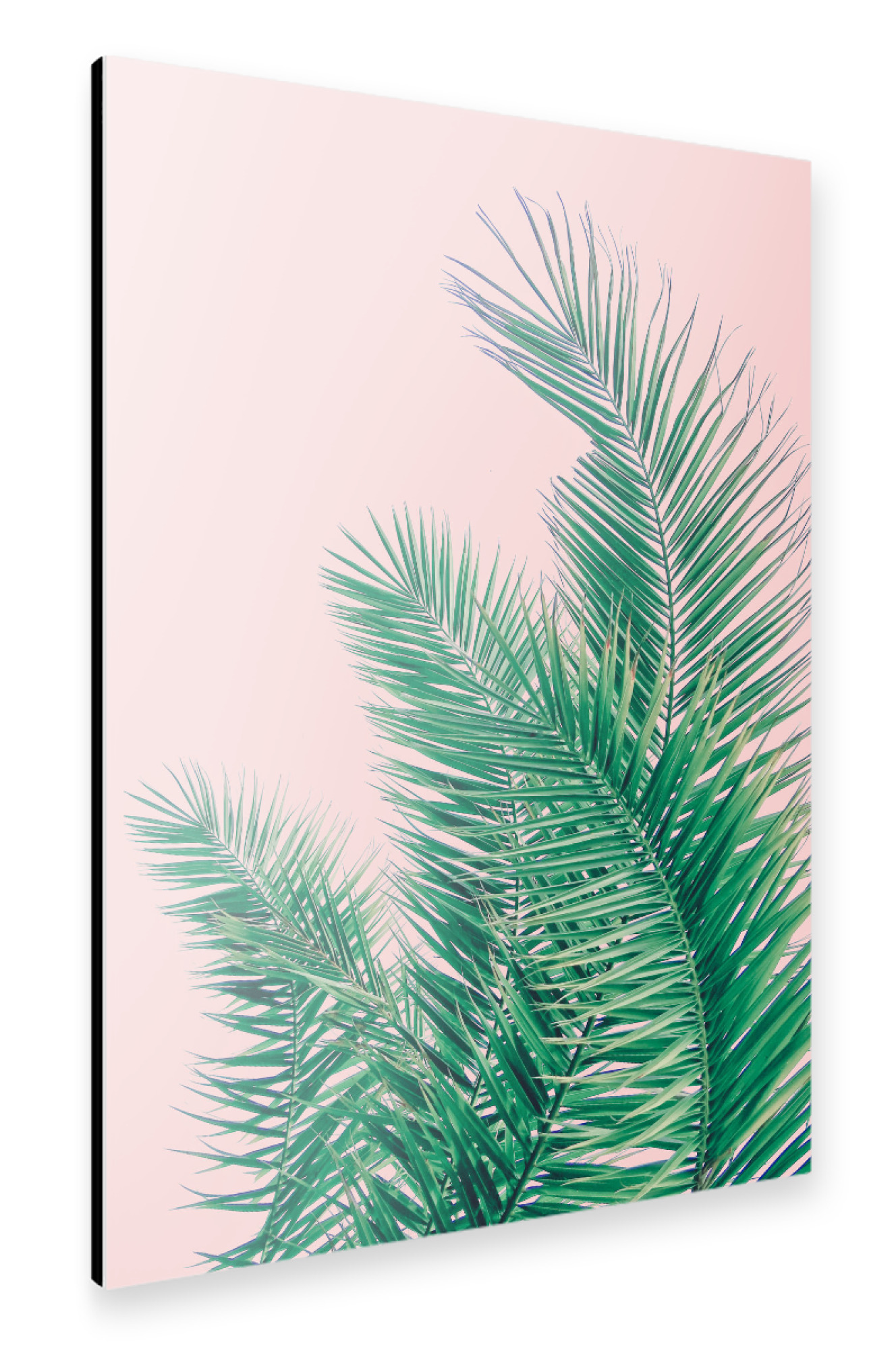 Alu-Dibond "Summer Palm Leaves" 75x50 cm artboxONE