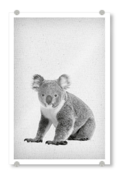 Acrylglasbild "Koala 02" artboxONE - Natur,Für Kinder,Tiere,Schwarzweiß - Koala,Tier,Bär,Koalabär,Eukalyptus,Eukalypten,Süss