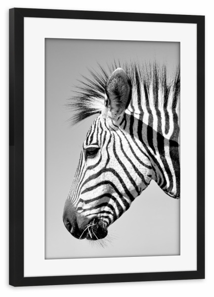 Poster mit Rahmen schwarz "Zebra Portrait sw 5078" artboxONE - Tiere,Schwarzweiß,Reise / Afrika