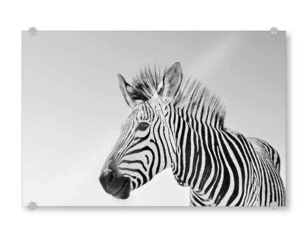 Acrylglasbild "Zebra sw 1070697" artboxONE - Tiere,Schwarzweiß,Reise / Afrika - Zebra,Hartmann,Steifen,Schwarz,Weiss,Weiß,Pferd,Himmel,Portrait,Tier