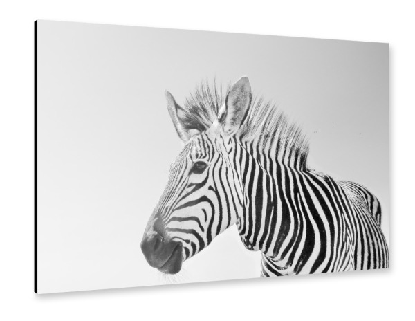 Alu-Dibond "Zebra sw 1070697" 30x20 cm artboxONE
