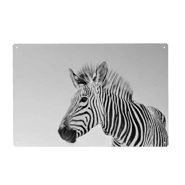 Metall Poster "Zebra sw 1070697" artboxONE - Tiere,Schwarzweiß,Reise / Afrika - Zebra,Hartmann,Steifen,Schwarz,Weiss,Weiß,Pferd,Himmel,Portrait,Tier
