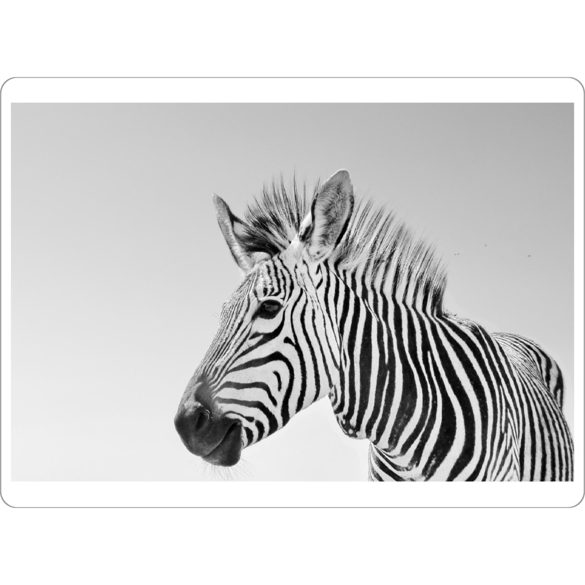 Tischset "Zebra sw 1070697" artboxONE - Tiere,Schwarzweiß,Reise / Afrika - Zebra,Hartmann,Steifen,Schwarz,Weiss,Weiß,Pferd,Himmel,Portrait,Tier
