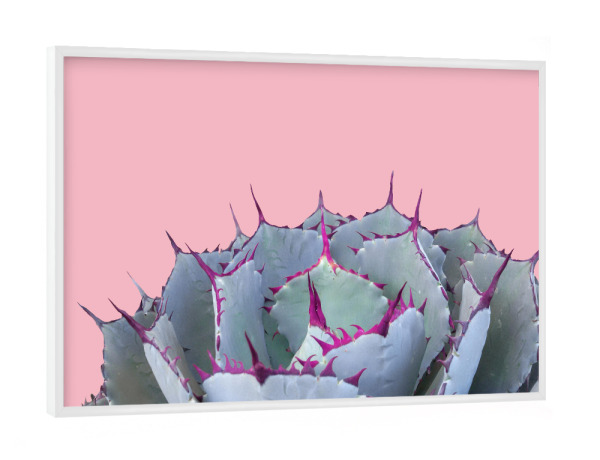 Poster mit weißem Rahmen "Succulents n.4" artboxONE - Natur,Floral,Fashion - Succulents,Succulent,Pink,Cactus,Cacti,Nature,Plants,Botanic,Greenery