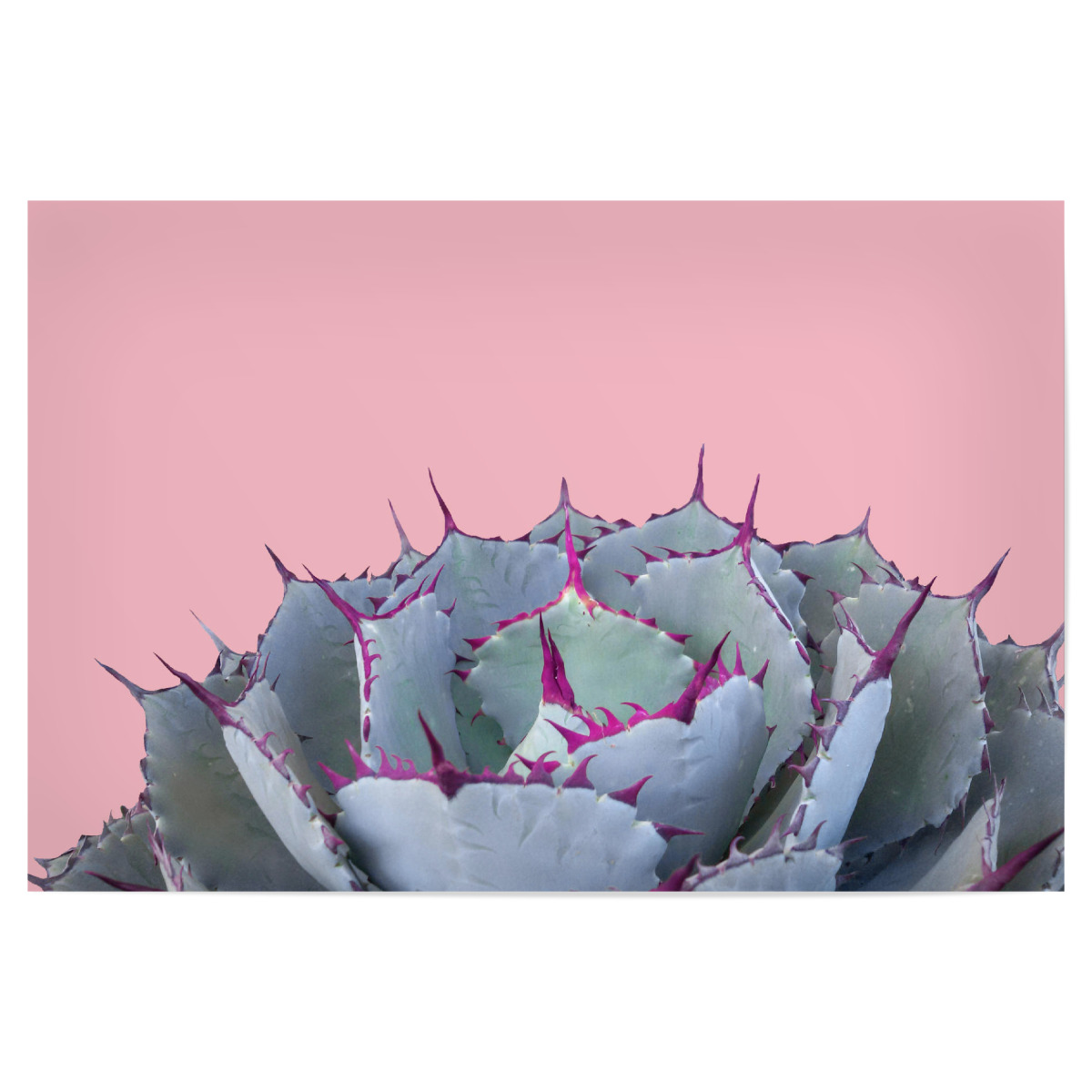 Succulents n.4 als Poster bei artboxONE kaufen