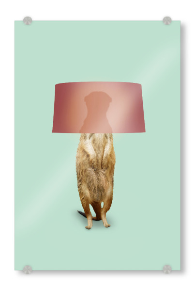 Acrylglasbild "Erdmännchen Lampe" artboxONE - Tiere,Abstrakt,Reise / Afrika,Fiktion