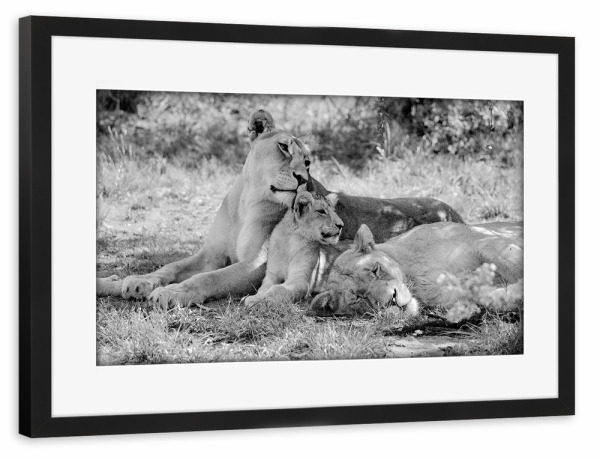 Poster mit Rahmen schwarz "Löwen sw 138" artboxONE - Natur,Tiere,Schwarzweiß,Reise / Afrika