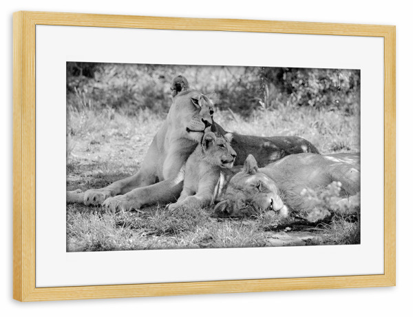 Poster mit Rahmen kiefer "Löwen sw 138" artboxONE - Natur,Tiere,Schwarzweiß,Reise / Afrika