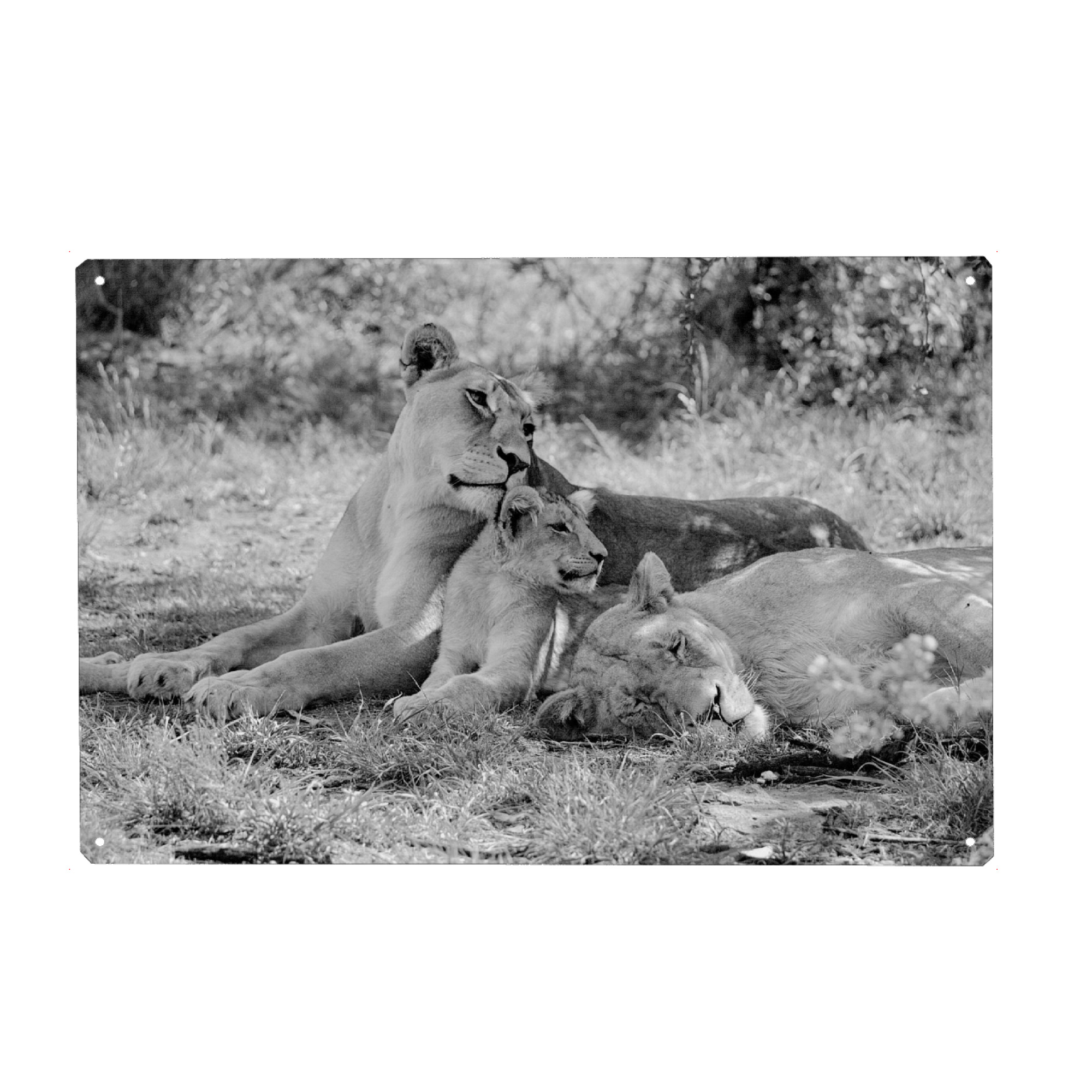 Metall Poster "Löwen sw 138" artboxONE - Natur,Tiere,Schwarzweiß,Reise / Afrika