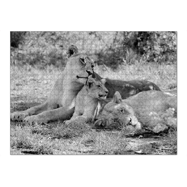 Puzzle Ravensburger "Löwen sw 138" artboxONE - Natur,Tiere,Schwarzweiß,Reise / Afrika