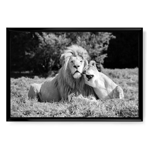 Lion Love sw 869