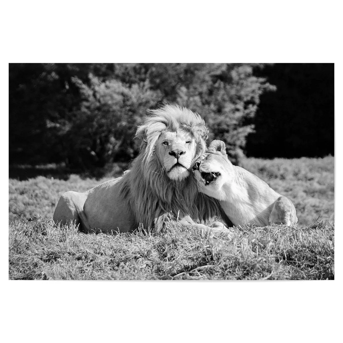 lion love black and white