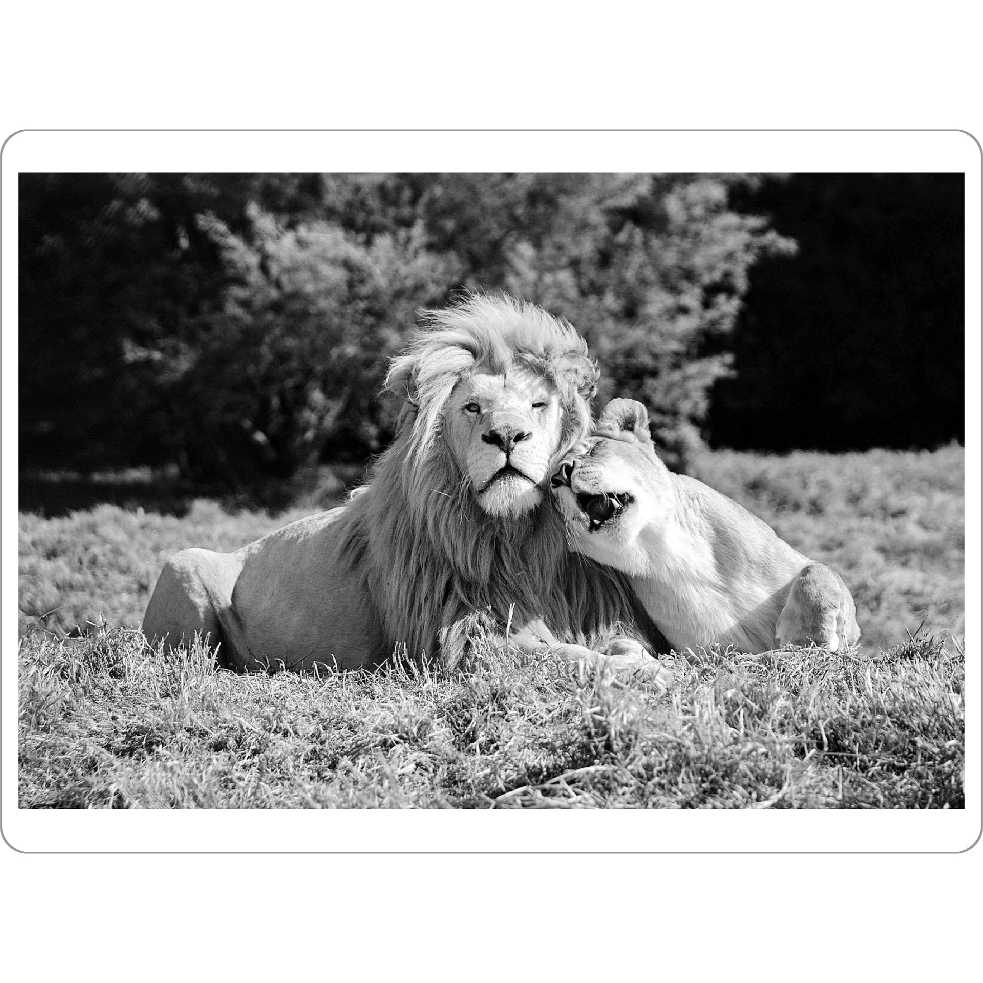 Tischset "Lion Love sw 869" artboxONE - Reise,Tiere,Schwarzweiß,Reise / Afrika