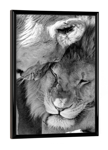 Poster mit schwarzem Rahmen "Lion Love Schwarzweiß" artboxONE - Natur,Tiere,Schwarzweiß,Reise / Afrika