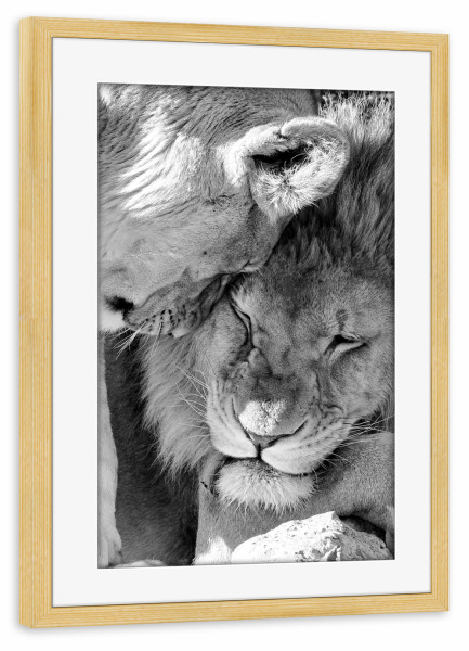 Poster mit Rahmen kiefer "Lion Love Schwarzweiß" artboxONE - Natur,Tiere,Schwarzweiß,Reise / Afrika