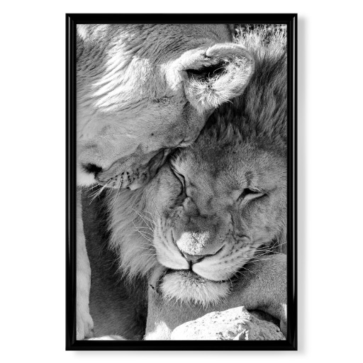 Lion Love Schwarzweiß