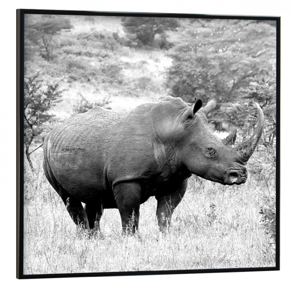 Poster mit schwarzem Rahmen 30x30 cm "Nashorn - Rhino sw 669a" artboxONE - Natur,Tiere,Schwarzweiß,Reise / Afrika