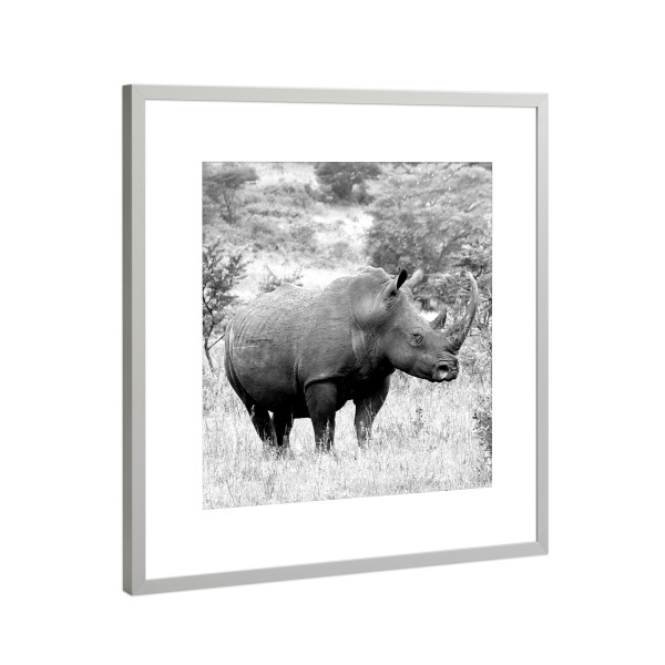 Poster mit Rahmen Silber "Nashorn - Rhino sw 669a" artboxONE - Natur,Tiere,Schwarzweiß,Reise / Afrika