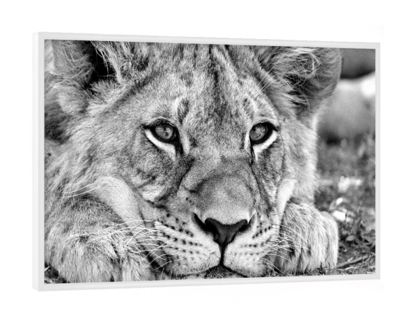 Poster mit weißem Rahmen "Lion Portrait sw 23" artboxONE - Reise,Tiere,Schwarzweiß,Reise / Afrika