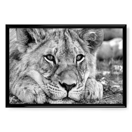 Lion Portrait sw 23