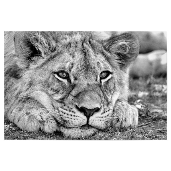 Poster "Lion Portrait sw 23" artboxONE - Reise,Tiere,Schwarzweiß,Reise / Afrika