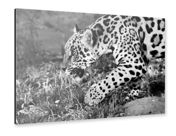 Alu-Dibond "Jaguar beim Jagen" 30x20 cm artboxONE