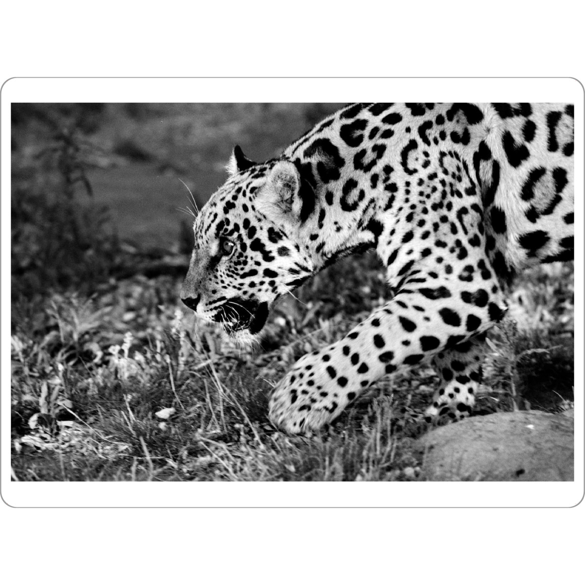 Tischset "Jaguar beim Jagen" artboxONE - Natur,Tiere,Schwarzweiß,Reise / Afrika