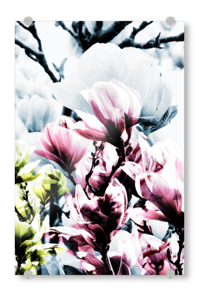 Acrylglasbild "Magnolia 01" artboxONE - Natur,Floral - Magnolie,Blume,Blumen,Baum,Natur,Muster,Flowers,Nature,Wiese,Meadow,Strauss,Bouquet