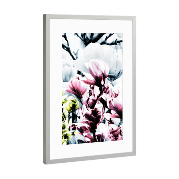 Poster mit Rahmen Silber "Magnolia 01" artboxONE - Natur,Floral - Magnolie,Blume,Blumen,Baum,Natur,Muster,Flowers,Nature,Wiese,Meadow,Strauss,Bouquet