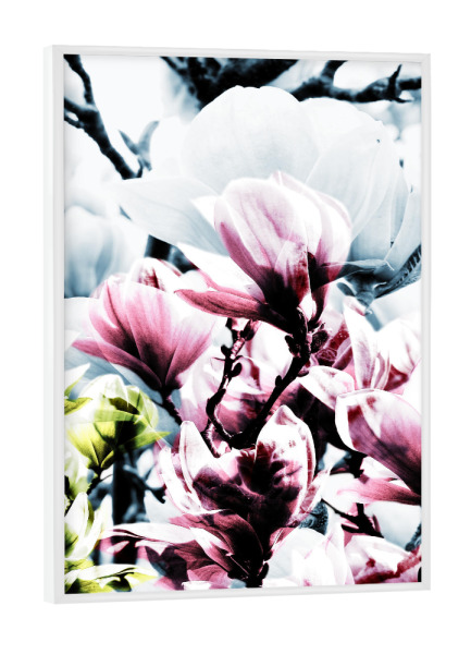 Poster mit weißem Rahmen "Magnolia 01" artboxONE - Natur,Floral - Magnolie,Blume,Blumen,Baum,Natur,Muster,Flowers,Nature,Wiese,Meadow,Strauss,Bouquet
