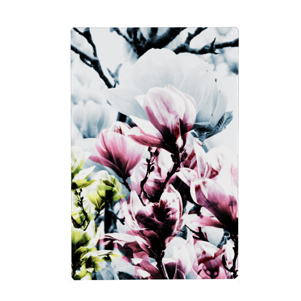 Metall Poster "Magnolia 01" artboxONE - Natur,Floral - Magnolie,Blume,Blumen,Baum,Natur,Muster,Flowers,Nature,Wiese,Meadow,Strauss,Bouquet