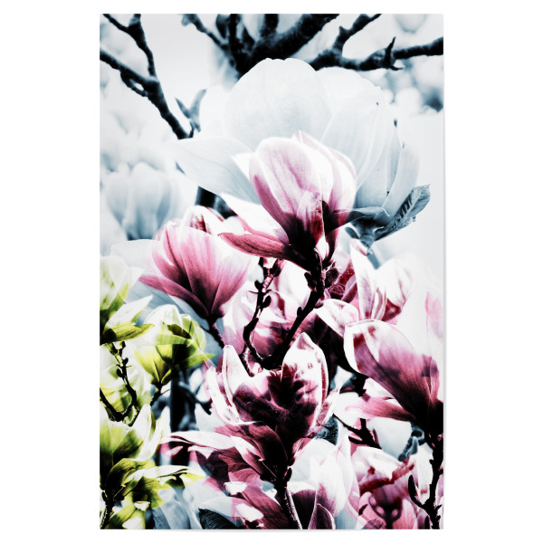 Poster "Magnolia 01" artboxONE - Natur,Floral - Magnolie,Blume,Blumen,Baum,Natur,Muster,Flowers,Nature,Wiese,Meadow,Strauss,Bouquet