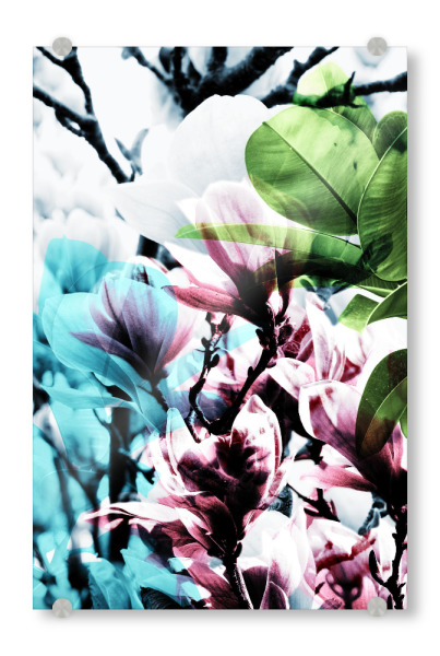 Acrylglasbild "Magnolia 02" artboxONE - Natur,Floral - Magnolie,Blume,Blumen,Baum,Natur,Muster,Flowers,Nature,Wiese,Meadow,Strauss,Bouquet