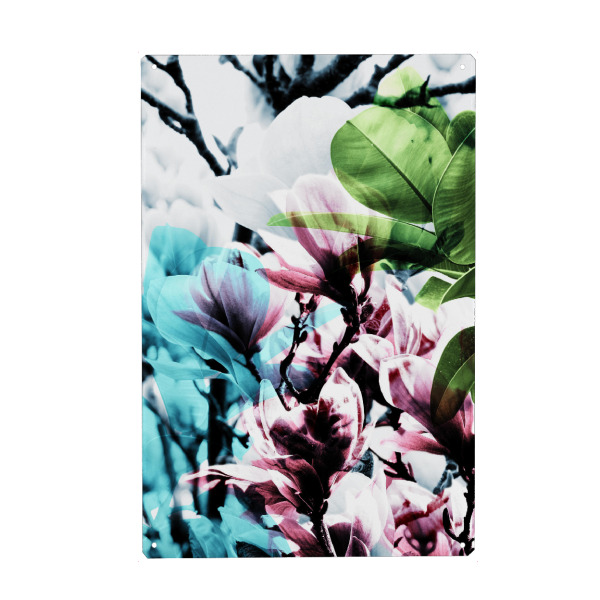 Metall Poster "Magnolia 02" artboxONE - Natur,Floral - Magnolie,Blume,Blumen,Baum,Natur,Muster,Flowers,Nature,Wiese,Meadow,Strauss,Bouquet