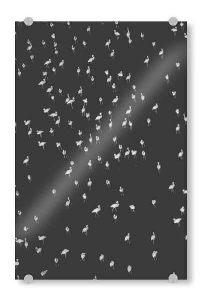 Acrylglasbild "Birds 1" artboxONE - Tiere,Schwarzweiß - Vögel,Fliegen,Fly,Himmel,Sky,Flügel,Wings,Freiheit,Freedom,Liberty