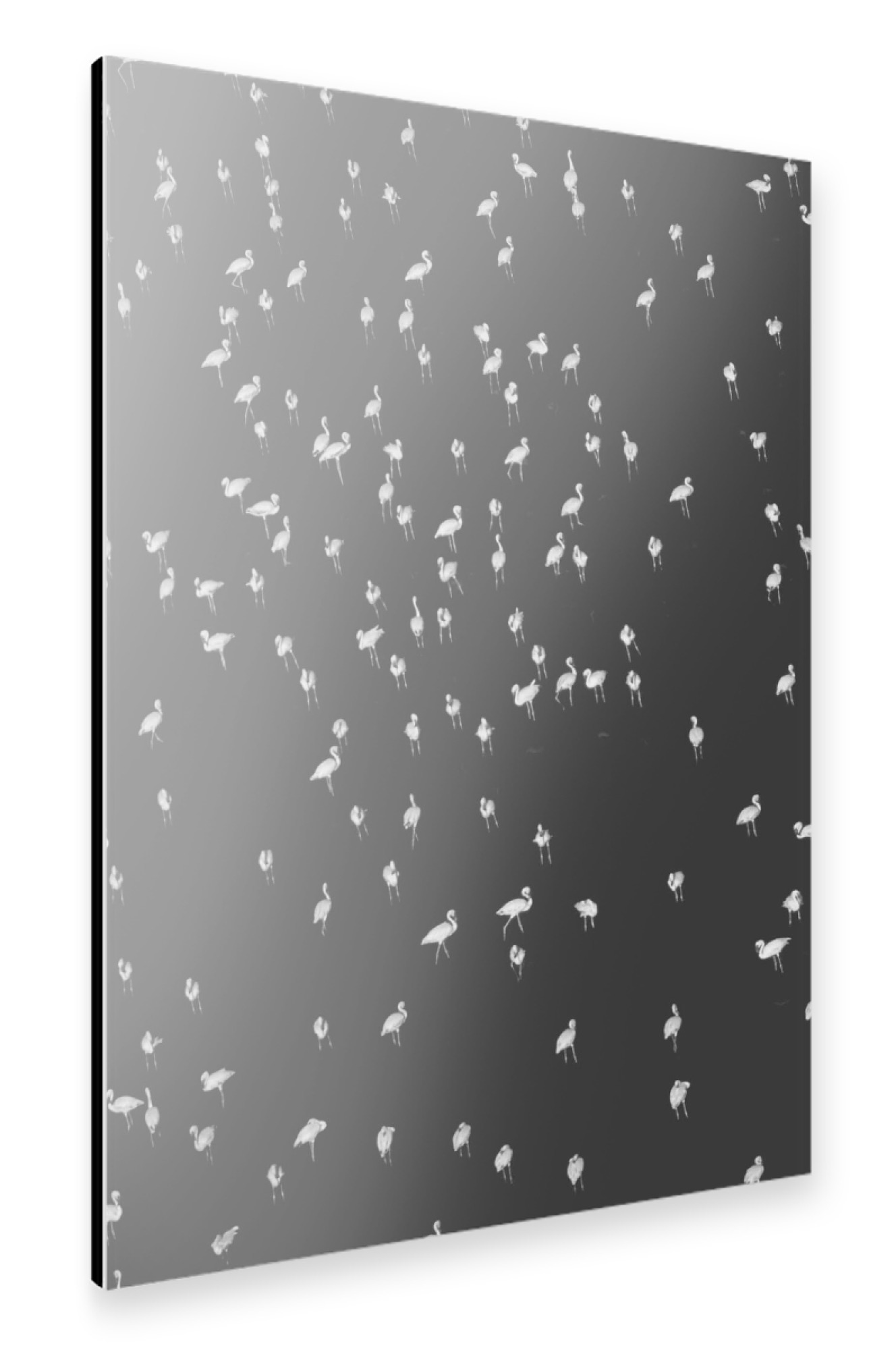 Alu-Dibond "Birds 1" 75x50 cm artboxONE