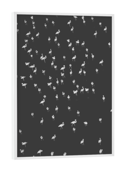 Poster mit weißem Rahmen "Birds 1" artboxONE - Tiere,Schwarzweiß - Vögel,Fliegen,Fly,Himmel,Sky,Flügel,Wings,Freiheit,Freedom,Liberty