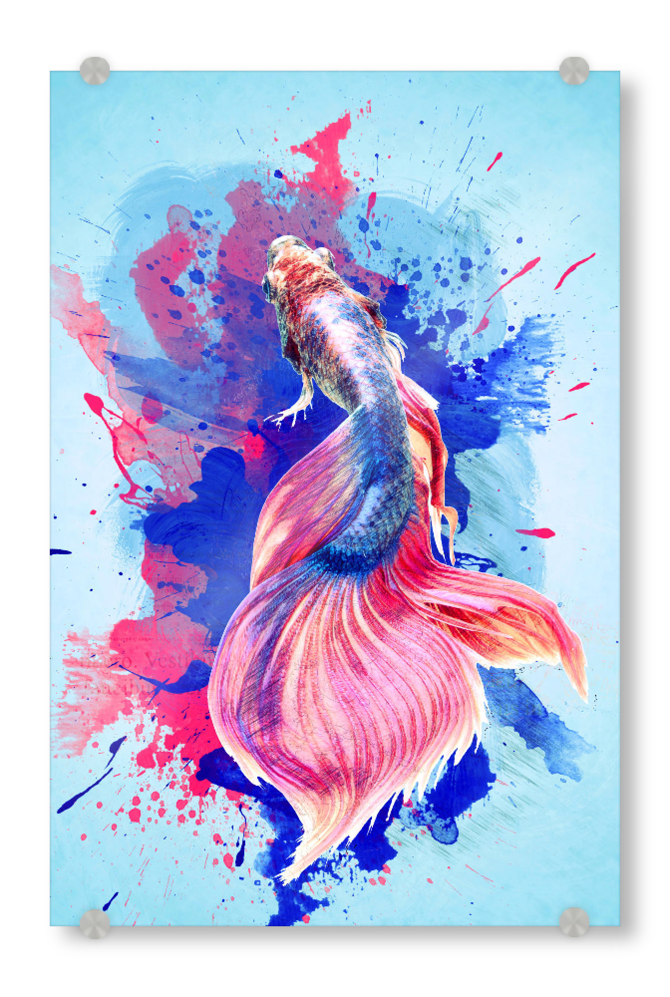 Acrylglasbild "Colourful Blue Red Fighting Fish" artboxONE - Tiere