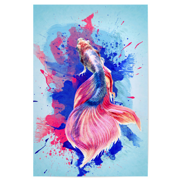Poster "Colourful Blue Red Fighting Fish" artboxONE - Tiere