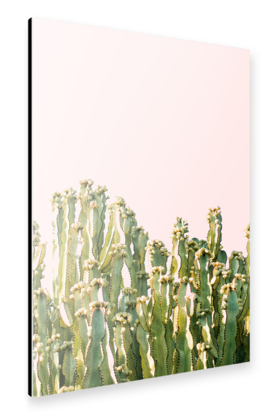 Alu-Dibond "Cactus Blush" 30x20 cm artboxONE