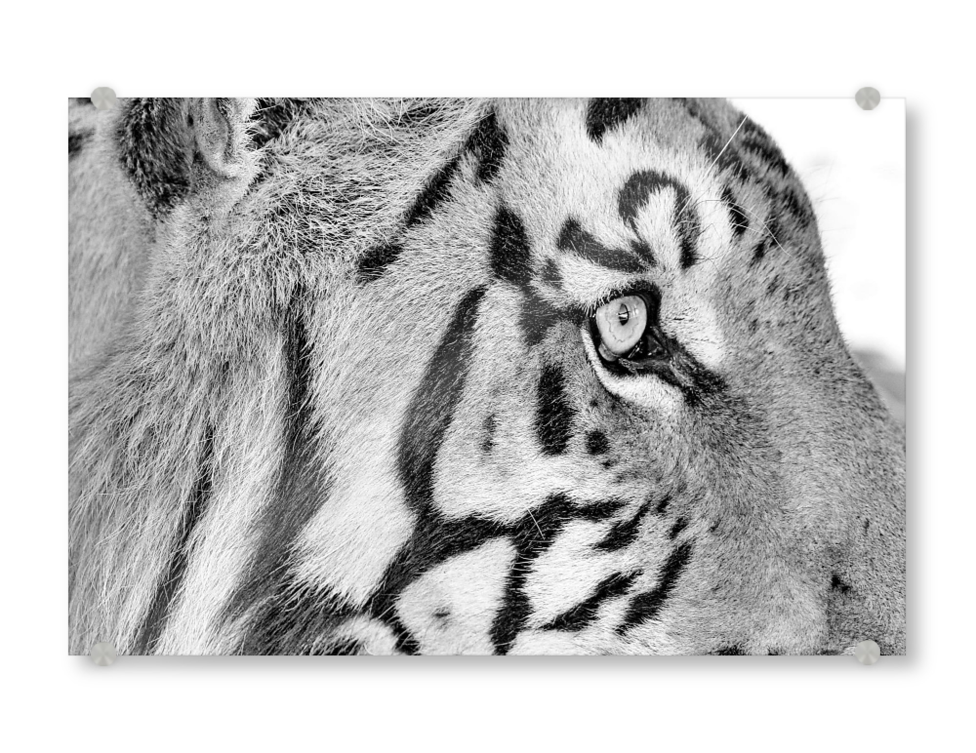 Acrylglasbild "Tiger Auge sw 794" artboxONE - Tiere,Schwarzweiß,Reise / Afrika