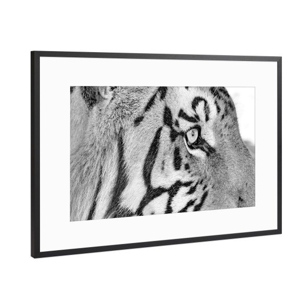 Poster mit Rahmen Schwarz (Metallic) "Tiger Auge sw 794" artboxONE - Tiere,Schwarzweiß,Reise / Afrika