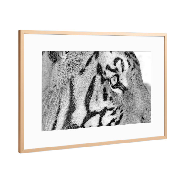 Poster mit Rahmen Kupfer "Tiger Auge sw 794" artboxONE - Tiere,Schwarzweiß,Reise / Afrika