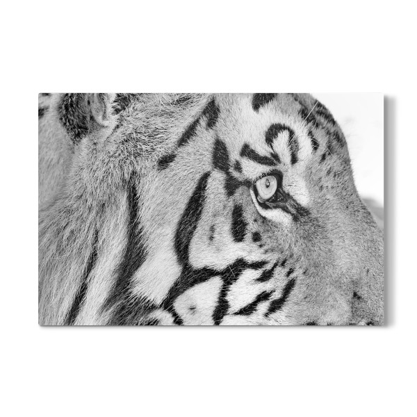 Galerie-Print "Tiger Auge sw 794" 30x20 cm artboxONE